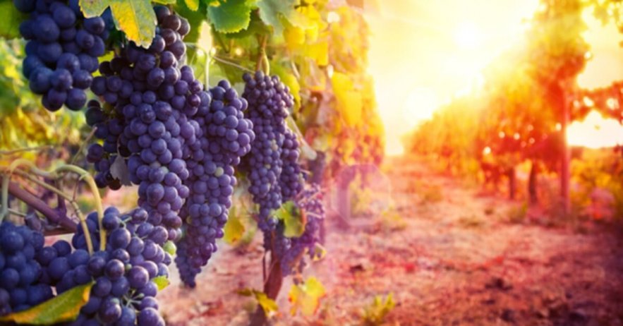 Third Temple Grows Closer as Sanhedrin Discovers Rare Holy Wine in the Land
