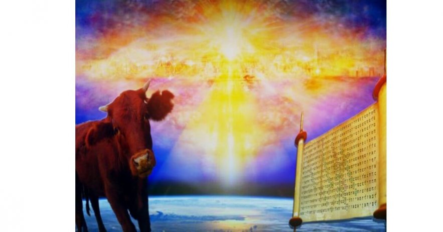 Third Temple Incoming! The Final Red Heifer Has Been Found